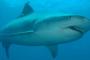 【閲覧注意】血で染まるオーストラリア・シャーク湾　70頭のサメがクジラを食べる恐怖映像