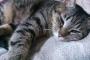 【速報】うちの猫、かわいい