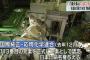 日本が初めて命名権を獲得した113番目の新元素、名称案を「ニホニウム」 … これから5ヶ月間一般から意見を募集→ 意見を検討し今年末か来年初めに名称と元素記号を正式決定