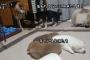 【動画】寝ている子犬たちにちょっかいかけすぎておかんに怒られるトホホな父親犬ｗｗｗｗｗ