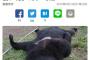 【閲覧注意】人喰い熊、ガチでヤバすぎる・・・・・・