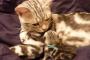 【画像】ママ猫やママ犬が子育てに奮闘しているときはこんな顔になるｗｗｗｗｗｗ