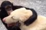 「わんこ最高！！」 チンパンジーの行動が、犬に会った時の私そのものな件