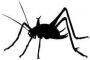 【閲覧注意】カマドウマとかいう気持ち悪さを凝縮させた虫