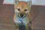 【画像有】とある家の柴犬の柴男がかわいすぎて死ぬｗｗｗｗｗｗｗｗ