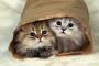 猫の生態に詳しい人来てほしい