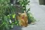 【超愕然】 町中で歩きｽﾏﾎでポケモンGOしてる糞ｶﾞｷ注意した結果ｗｗｗ・・・・・
