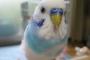 ３ヶ月かけて実家のインコに「ニンゲンニ、モドシテ」って言葉覚えさせた