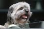 【画像】犬が車を運転しスーパーに突入ｗｗｗｗｗｗｗ