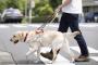 【悲報】盲導犬、主人を列車へ突き落とす・・・・