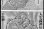 刃牙で学んだ戦闘技術