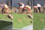 海外「なんだこのカオス・・・」女性４人が庭でキャットファイト、ペットの犬もそこに参加・・・