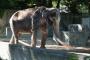 【悲報】新聞「む、動物園は虐待を行っているか・・・この抗議の投書を掲載や！」動物園「えぇ、そんな事実無いんですけど・・・」