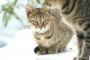 海に行ったら猫一家が居た件