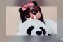 ついにSKE48白井琴望がパンダになる・・・