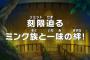 【ワンピース】アニメ 761話 「刻限迫るミンク一族と一味の絆」