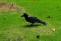カラスに餌をあげ続けた結果ｗｗｗｗｗｗｗｗｗｗｗｗｗ