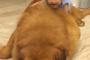 【可愛い】人間の赤ちゃんに何をされても動じない、チベタンマスティフ犬