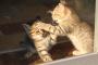 アナログシンセサイザーで猫のけんかの音を再現！？