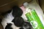 【画像】猫拾って一ヶ月たったから画像はってくｗｗｗｗｗ