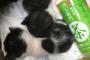 猫拾って一ヶ月たったから画像はってくよ