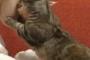 【悲報】指原莉乃、飼い猫に手を噛まれる