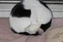 猫『ナイスボール！』