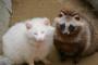 【画像あり】真っ白な”タヌキ”が動物園に仲間入り (*´▽｀*)ｶﾜｲｲ
