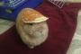 【画像】ウサギにパンケーキを載せてみた。