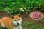 【訃報】鉄腕DASH村の柴犬「北登」が死亡…死ぬまでのエピソード見ると泣ける…（画像あり）
