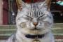 家の屋根裏によその飼い猫が出入りするようになり妹がアレルギーを発症→妹が可哀想だったので捕獲器を設置して猫を捕まえ…