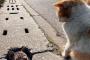 猫『この穴、ぴったり』
