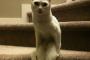 動物たちも、人間みたいに座って…『話でも聞くよ。』