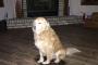 【優しい】飼い主「ごめん、ベッドサイズ間違えた」　→　犬「いいんですよ、ご主人様」