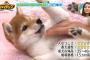 柴犬の特性を星で表すと…