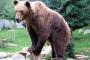【驚愕】新幹線、クマと衝突してぶっ飛ぶｗｗｗｗｗｗｗｗｗｗｗｗｗｗｗｗｗｗｗｗ