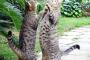 猫、雨乞いの儀式なう