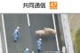 【悲報】阪神高速道路に脱走したブタ、繁殖活動を始める