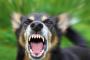 犬の攻撃方法＝噛み付き、体当たり　猫の攻撃方法＝猫パンチｗ猫キックｗ