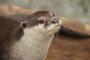 カワウソ、人間にカワウソ語で必死に話しかけるも通じずｗｗｗｗｗ(※動画あり)