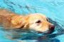 【癒し】犬が泳ぐ姿を下から見た結果…めっちゃ優雅で草（GIF画像）