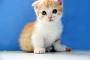 高いって言われる洋猫飼ってると「そんな高い猫飼うなんてアクセサリーがわりなんだね」ってたまに 言われるんだけど・・・