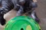 新しいおもちゃを献上したら気に入ってくださった  おもちゃの好き嫌いが激しいねこが意外にも遊びたがってるのでもう１台必要か…