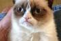 いつでもムッとした顔をしてる猫のグランピーがかわいいｗｗ