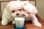 日本のマルチーズが1つのコップから仲良くミルクを飲む様子が可愛い（海外の反応）