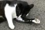 近所の公園の野良猫撮ってきた