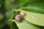 【閲覧注意】カタツムリを食べた女性の末路がヤバすぎる…（画像あり）