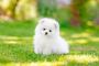 犬の画像切り抜いたら綺麗にできたからいろんな映画に登場させたったｗｗｗｗｗ(※画像あり)