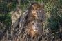 2頭の雄ライオンが抱き合って交尾をする様子が野生動物写真家によって捉えられた．．．→海外「神様、いったい何が起こっているのですか！？」