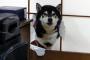 柴犬『ちょっと失礼しますね』